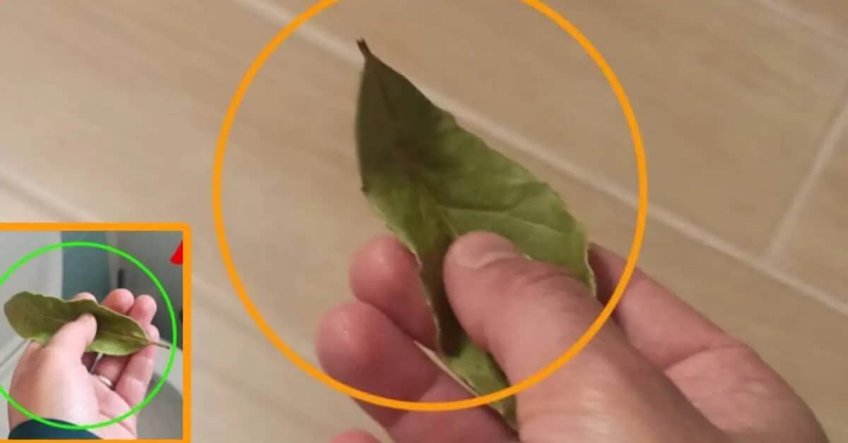 Už žiadny zápach v dome: TRIK s bobkový listom, bez ktorého sa už nikdy nezaobídete!