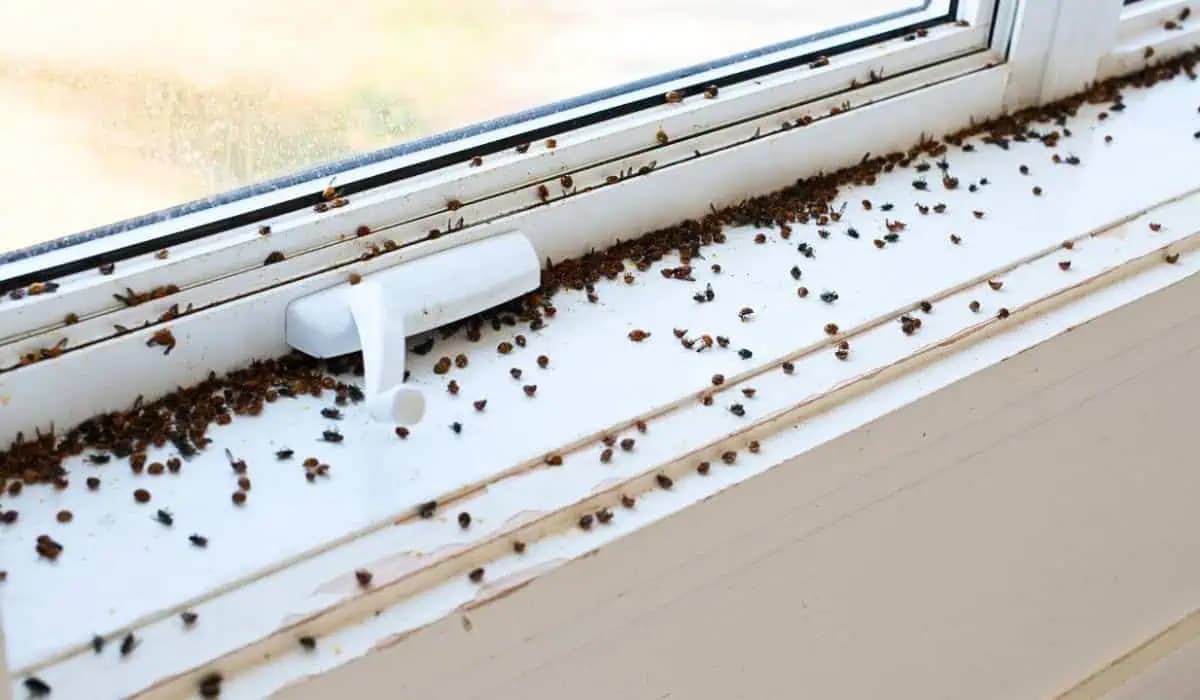 Dajte to do kuchyne a najväčší škodca nemá šancu: Okamžite utečie z domu!
