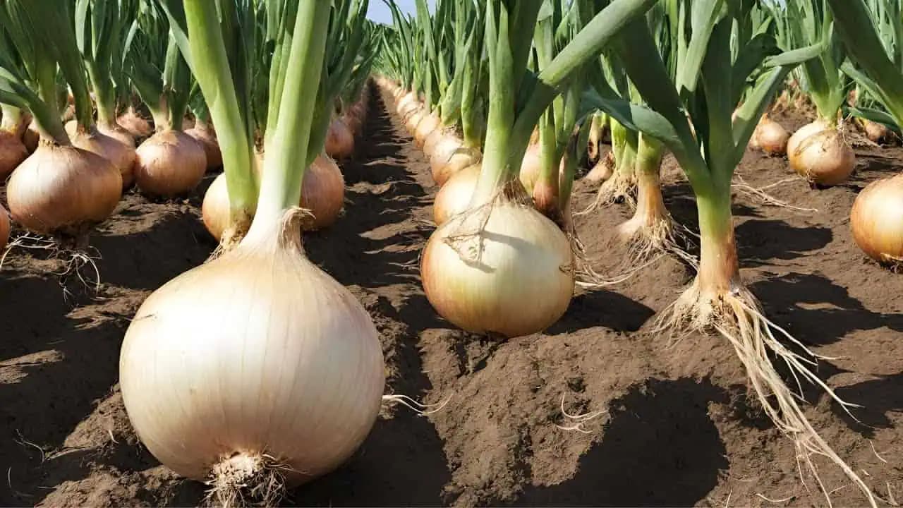 DVOJNÁSOBNÉ výnosy cibule: Pri jesennom sadení to nevyhnutne pridajte do zeme!