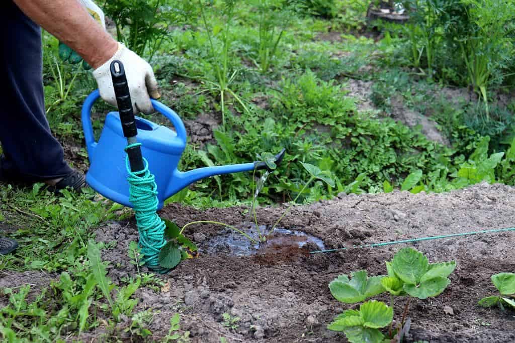 Čo treba V OKTÓBRI urobiť s jahodami, aby sa o rok kríky zaplnili úrodou: Budete zbierať VEĽA veľkých plodov!