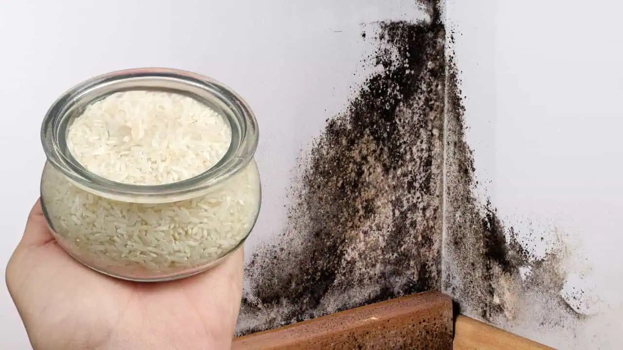 Vlhkosť a pleseň okamžite zmiznú: Najsilnejšie prírodné riešenie!