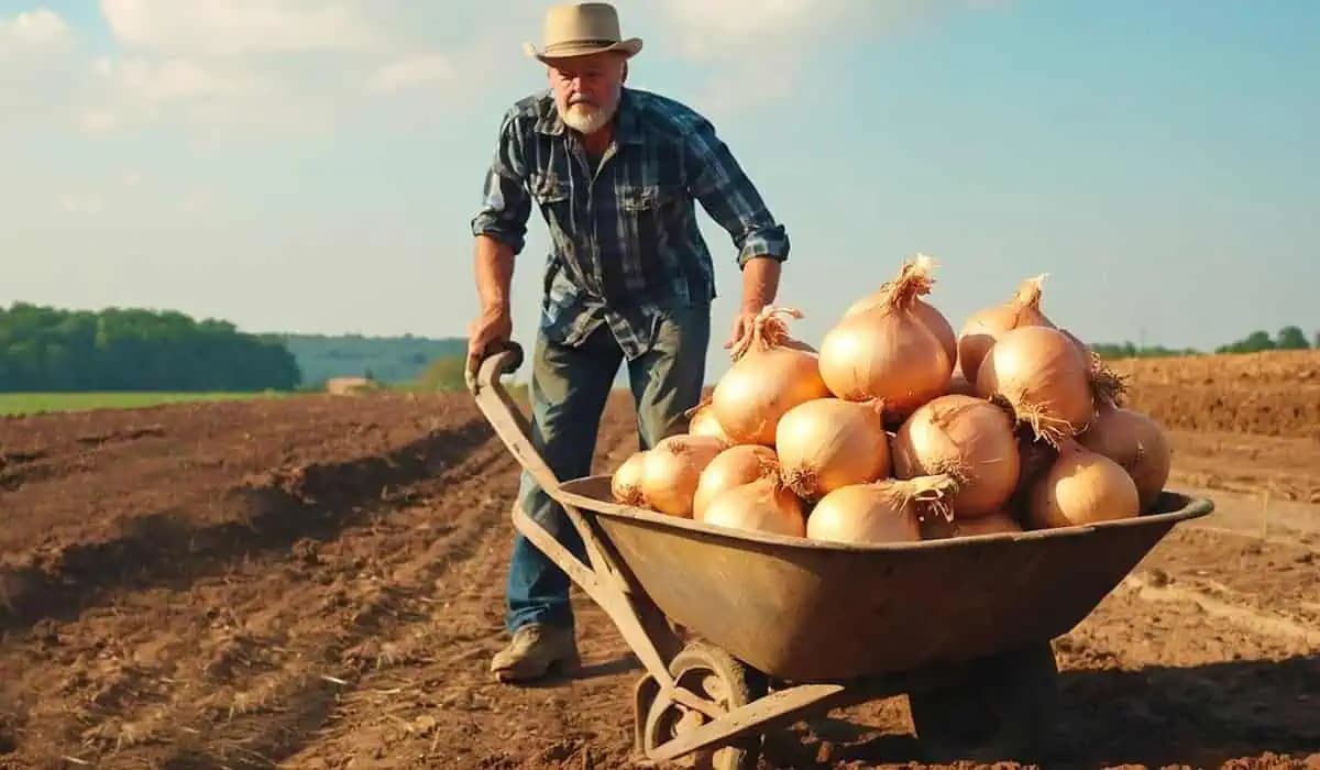 Cibuľa je dvakrát väčšia. Výsaďte cibuľu na fóliu, burina akoby nikdy neexistovala!