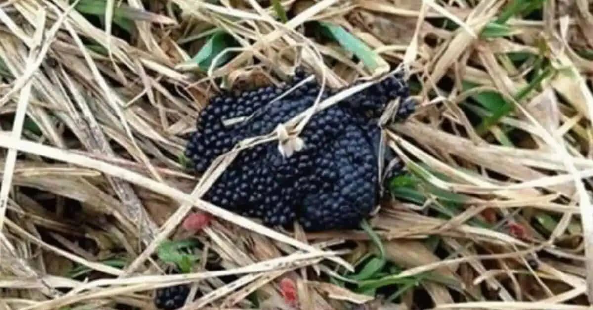 Ak uvidíte túto vec vo vašej záhrade, OKAMŽITE to spáľte: Dôvod je veľmi dôležitý!