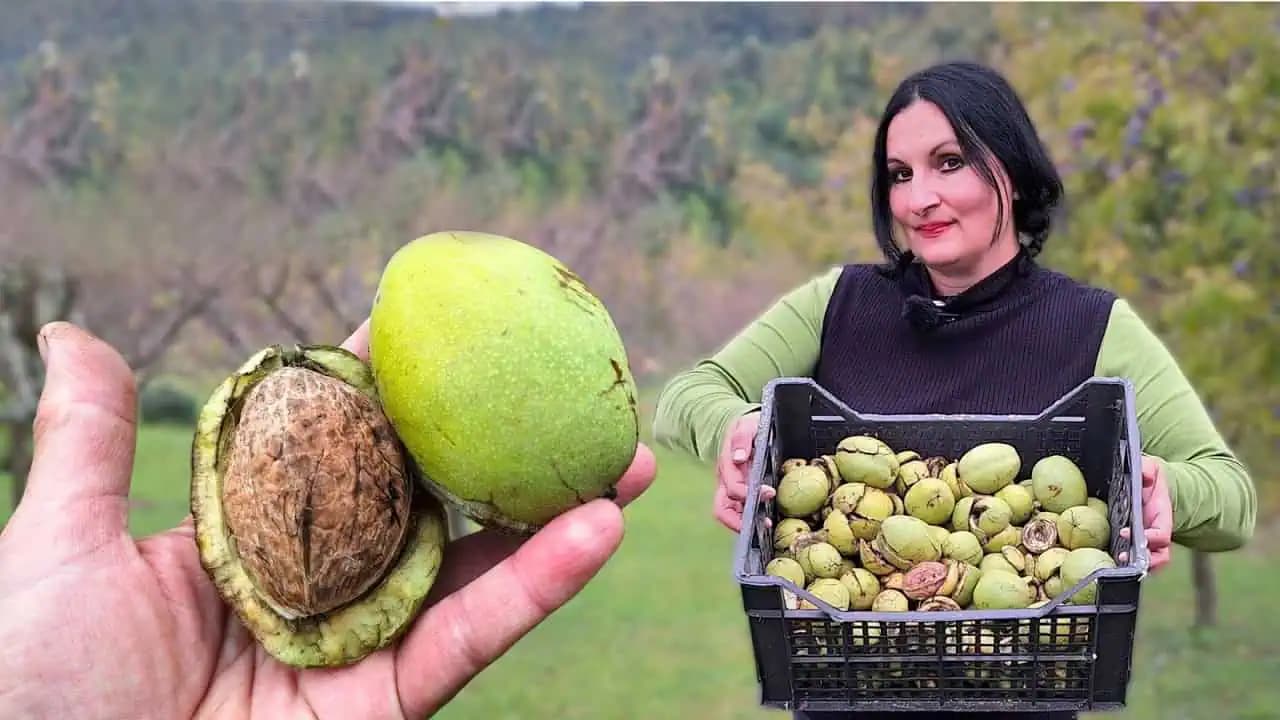 Po zbere nikdy neničte tieto šupy z orechov: Dôvod by mal poznať každý záhradkár!