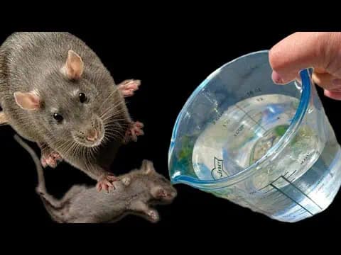 Najúčinnejší odpudzovač MYŠÍ a potkanov, aký tu kedy bol: Z domu aj vášho pozemku zmiznú v okamihu!