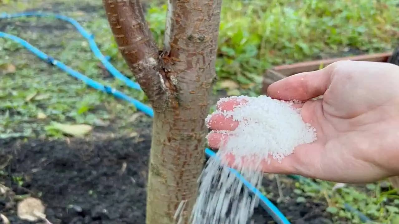 BEZODKLADNE to dajte všetkým stromom a kríkom v októbri: Tešte sa na veľkú úrodu v budúcom roku!