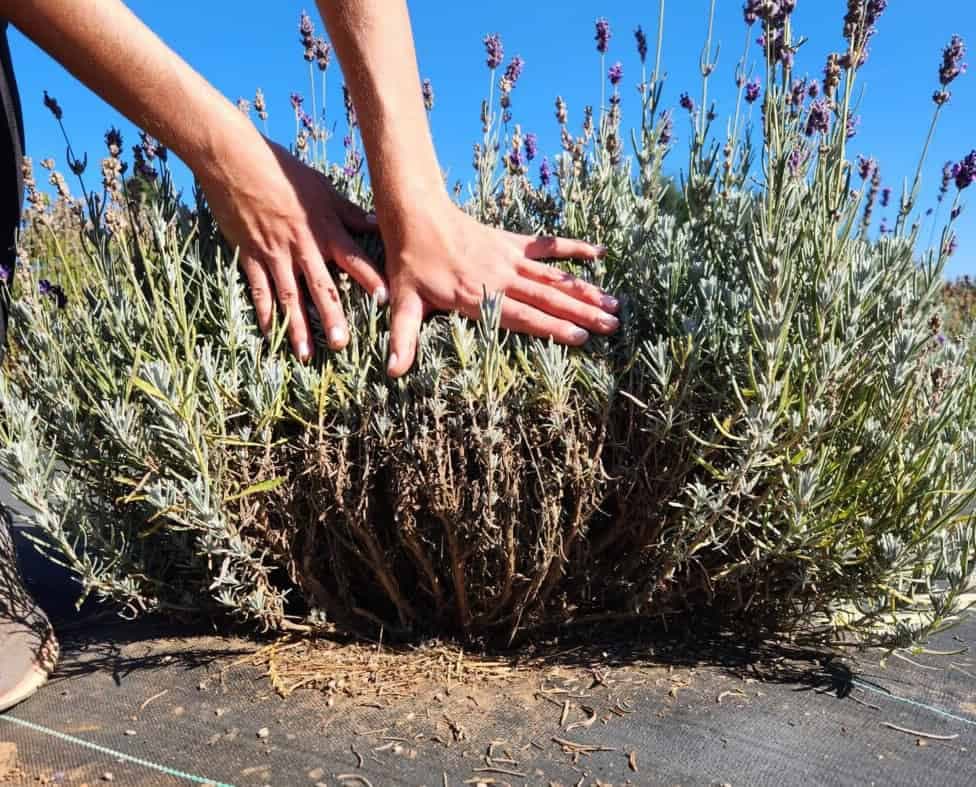 Konečne viem, ako zazimovať levanduľu: Na jar bude krásna a hustá ako nikdy!
