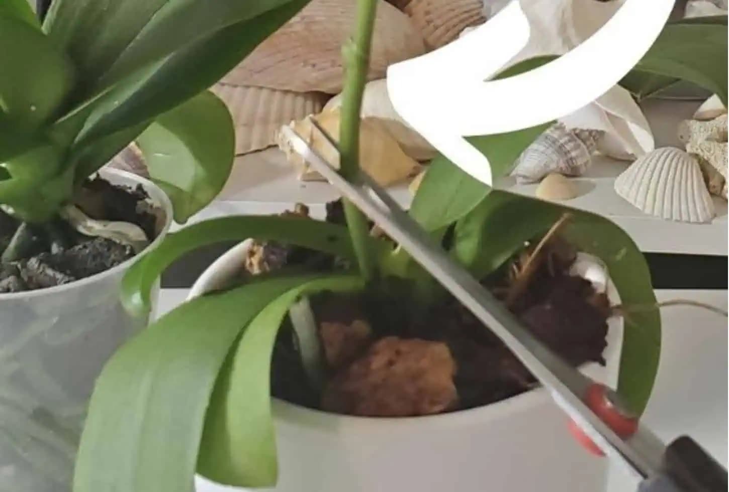 Pre všetkým, ktorým odkvitla orchidea: Toto je najjednoduchší, odskúšaný spôsob, ako ju opäť rozkvitnúť!