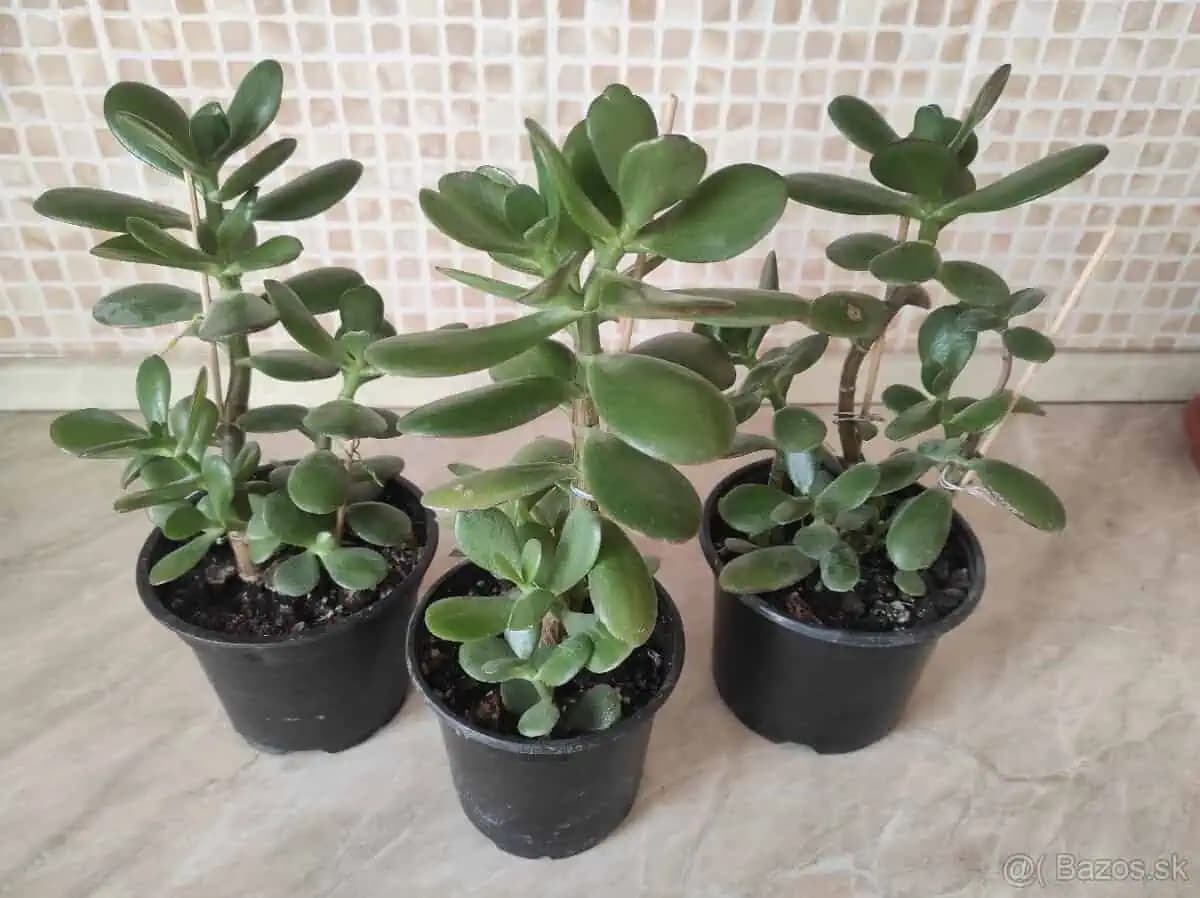 Ak máte doma túto rastlinu, okamžite si ju rozmnožte. Je to skutočný poklad! Toto je dôvod!