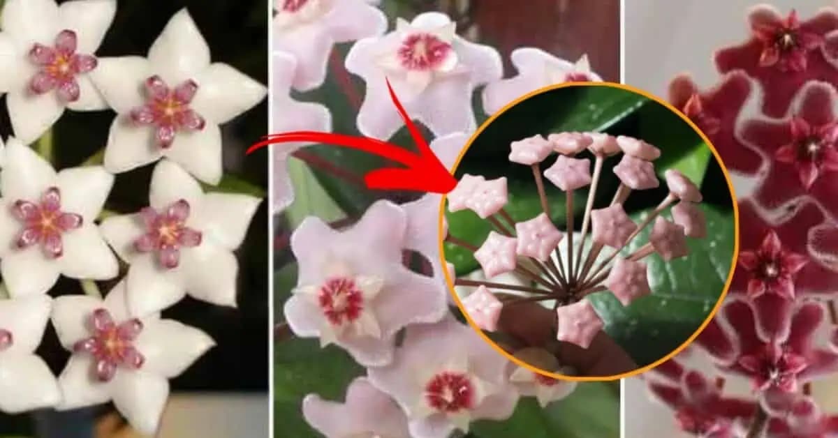 Nie každý pozná túto izbovú rastlinu: Voskovka je nielen skutočne krásna, ale aj veľmi užitočná!