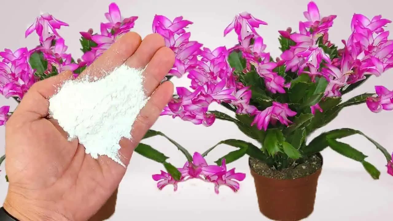 Stačí PRIDAŤ do kvetináča a svoj VIANOČNÝ KAKTUS nespoznáte: Explózia kvetov, akú nevideli!