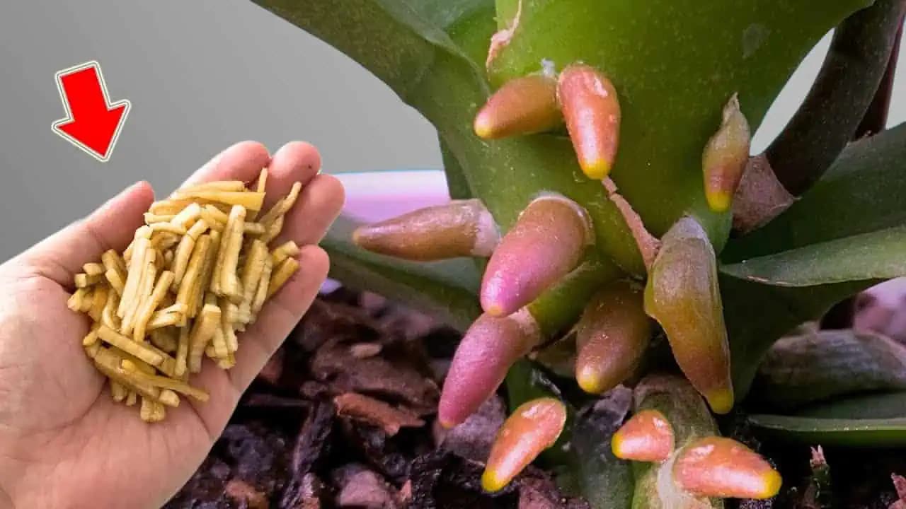 V žiadnom prípade nevyhadzujte tento odpad: Orchidea vďaka tomu nahodí ohromné množstvo kvetov a nové korene!