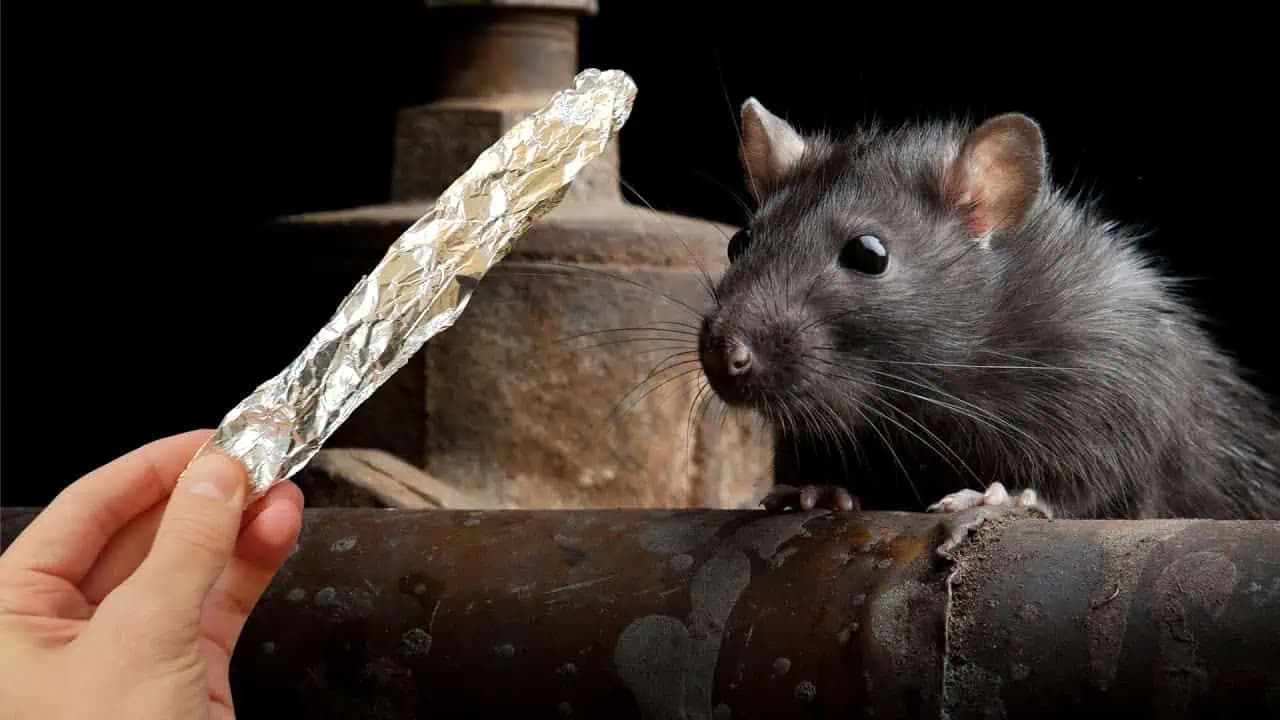 Stačí 1 alobal a potkany a myši sú úplne preč!