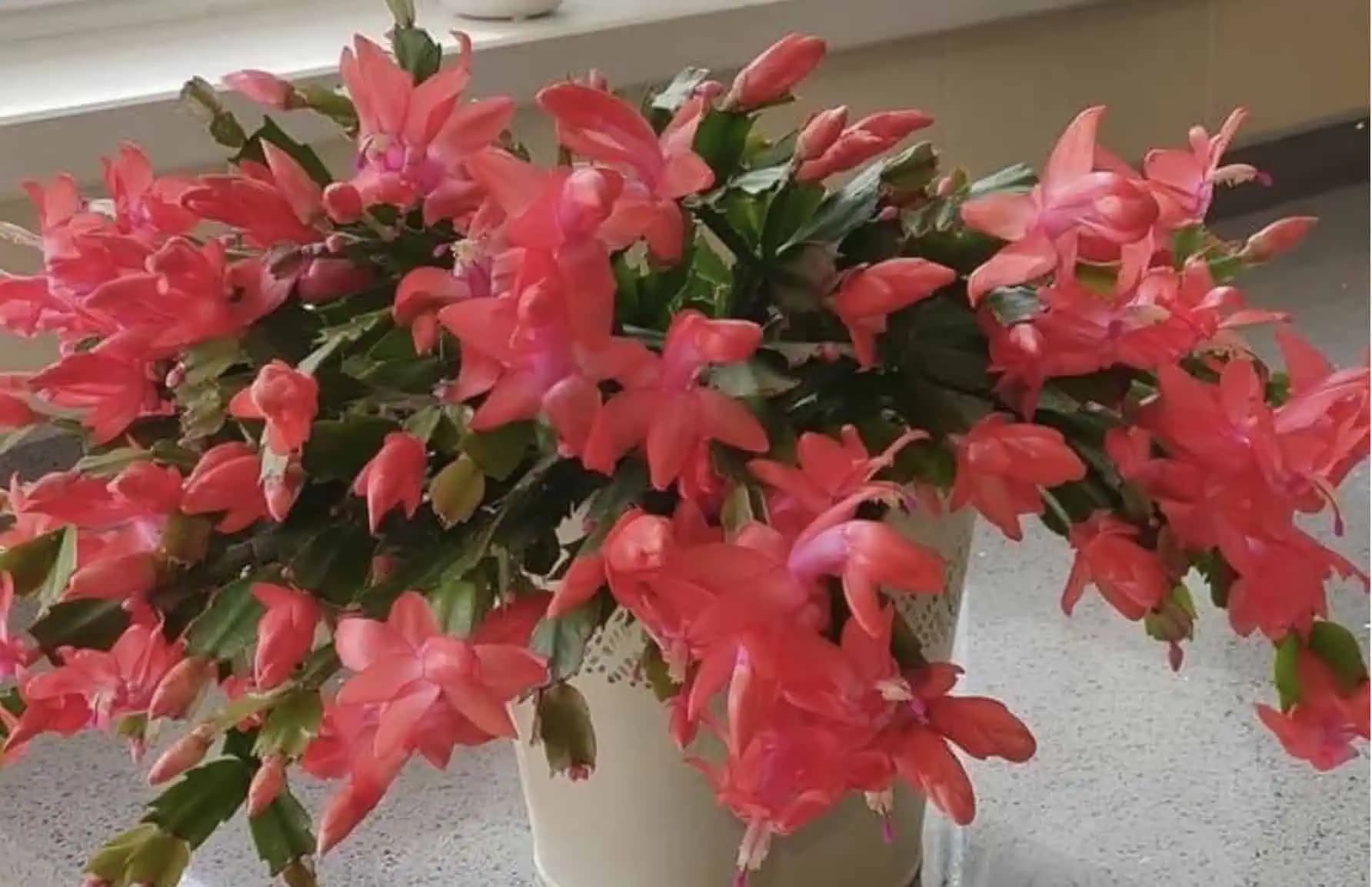 Treba to dať do kvetináča a VIANOČNÝ KAKTUS vyženie VEĽA nových kvetov!