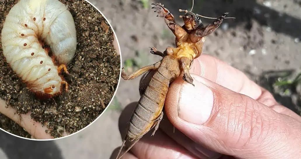 Krtonôžka (MEDVEDÍK) natrvalo opustí vašu záhradu: Toto treba urobiť v novembri!