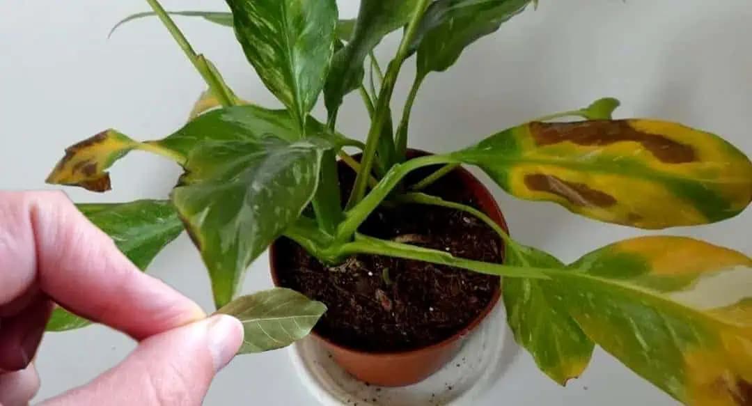 Prečo všetky IZBOVKY potrebujú bobkový list? Dôvod vedia len skúsené gazdinky!