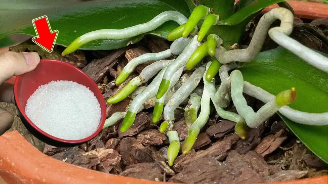 KORENE orchidey milujú cukor: Nakŕmte ju týmto spôsobom a bude kvitnúť ako nikdy!