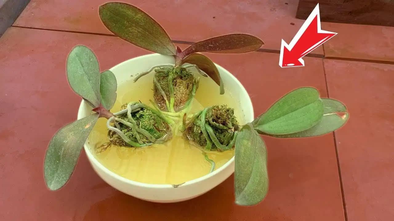 Vyberte ju z kvetináča a namočte do tejto vody: Orchidea vyženia veľa nových koreňov a kvitne ako šialená!