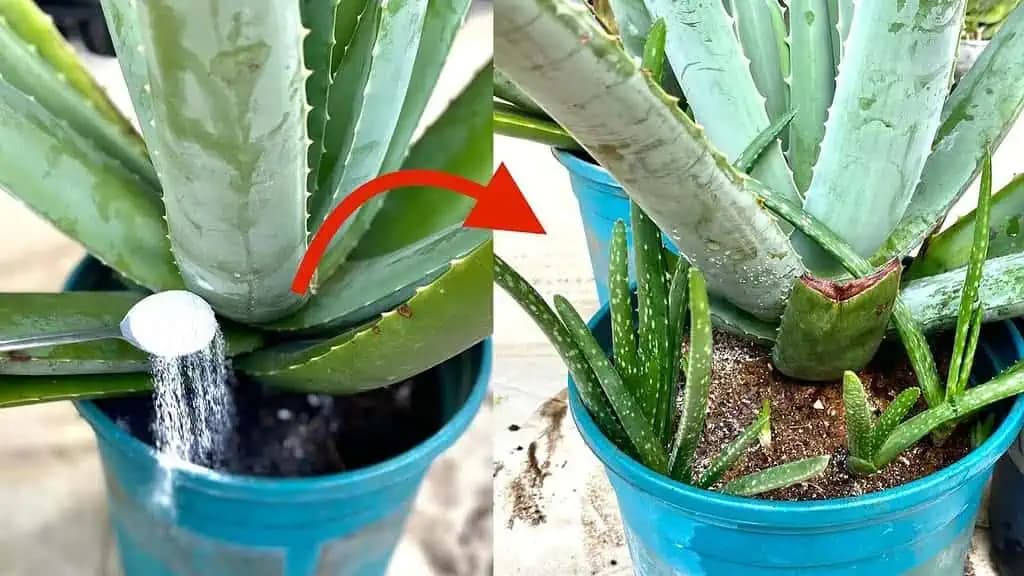 Len málo ľudí vie, že týmto spôsobom pomôže LIEČIVEJ Aloe Vera rýchlo rásť a mať veľa mladých rastlín!