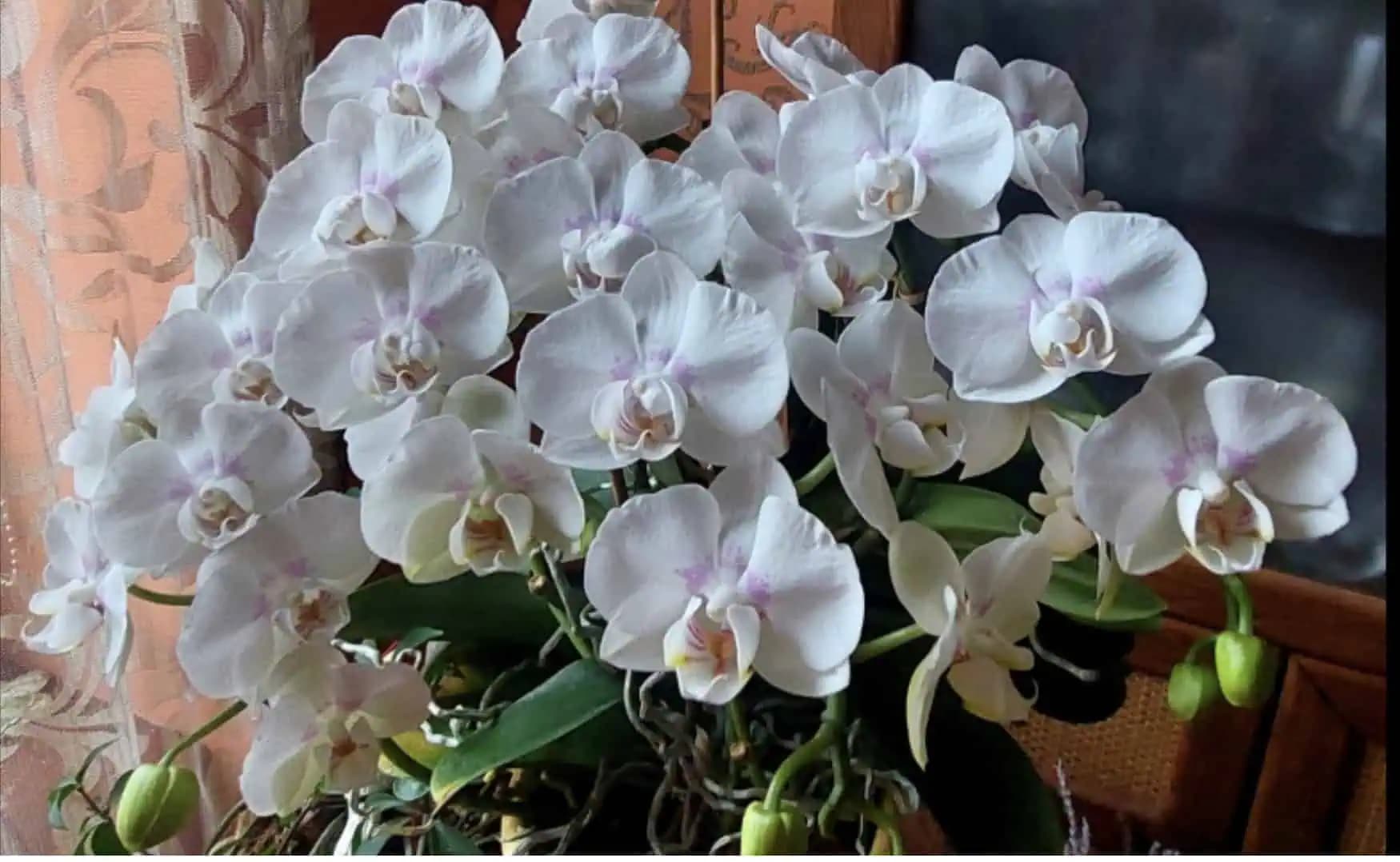 Vodu jej už vôbec nedávam: Skúsila som tento zvláštny trik, ako prebrať orchideu a po dvoch rokoch mi takto úžasne zakvitla!