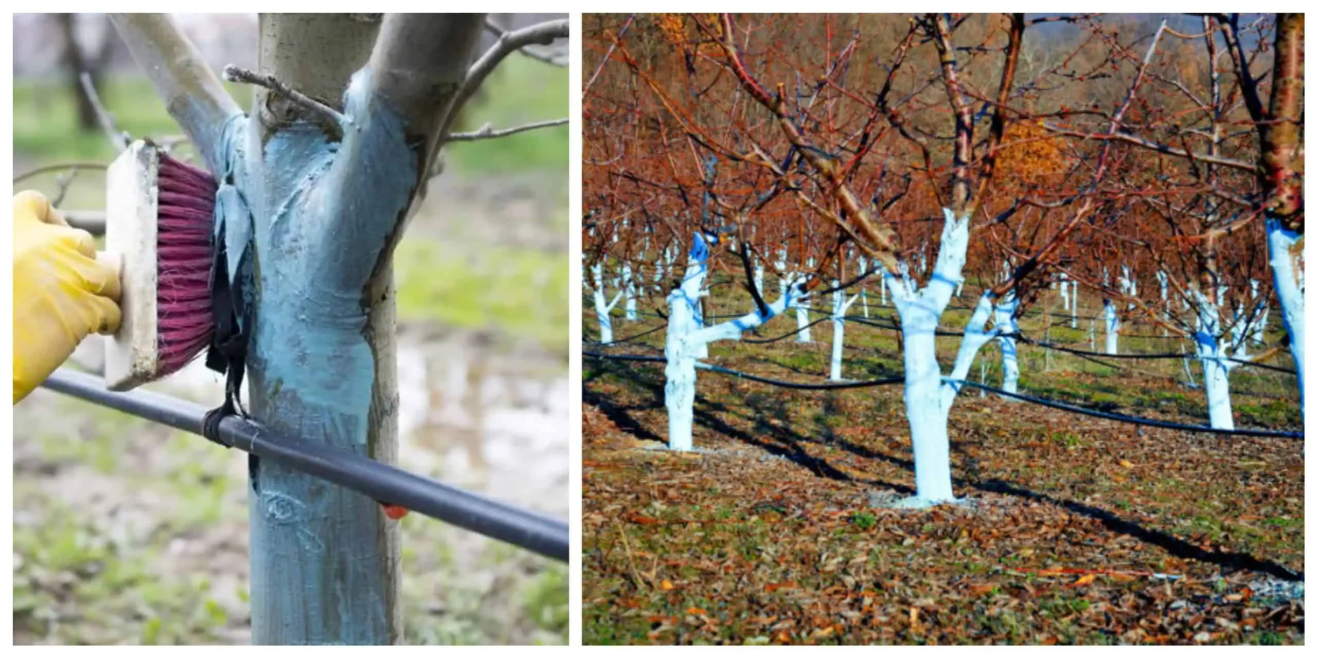 Najlepšie riešenie pre jarný postrek ovocných stromov: Budete mať bohatú a zdravú úrodu!