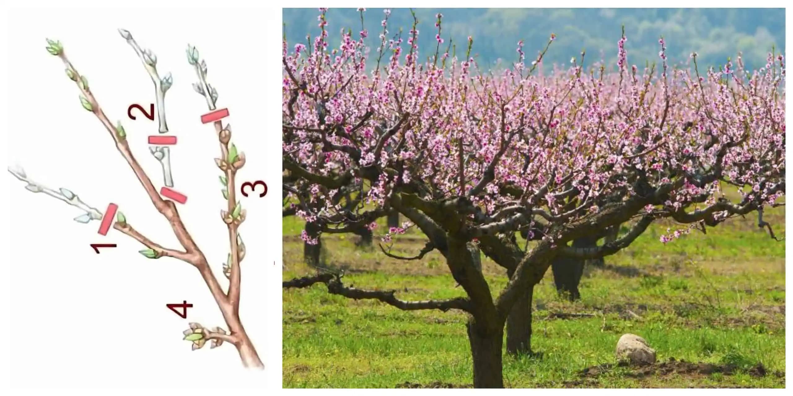 Správny rez ovocných stromov na jar: Tajomstvá hojnej úrody a zdravých stromov!