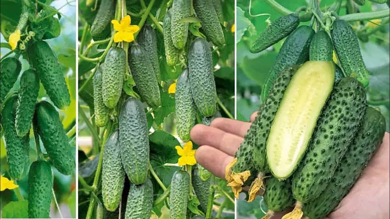 Záhradkári, toto je najlepšia pomôcka pri pestovaní uhoriek: Žiadna chémia a dvojnásobná úroda – čaká vás najlepšia sezóna!