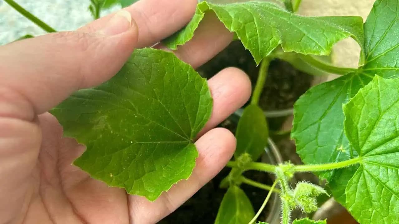 Zasaďte tieto rastliny vedľa svojich uhoriek! Uhorky budú mať veľkú úrodu, bez škodcov a múčnatky