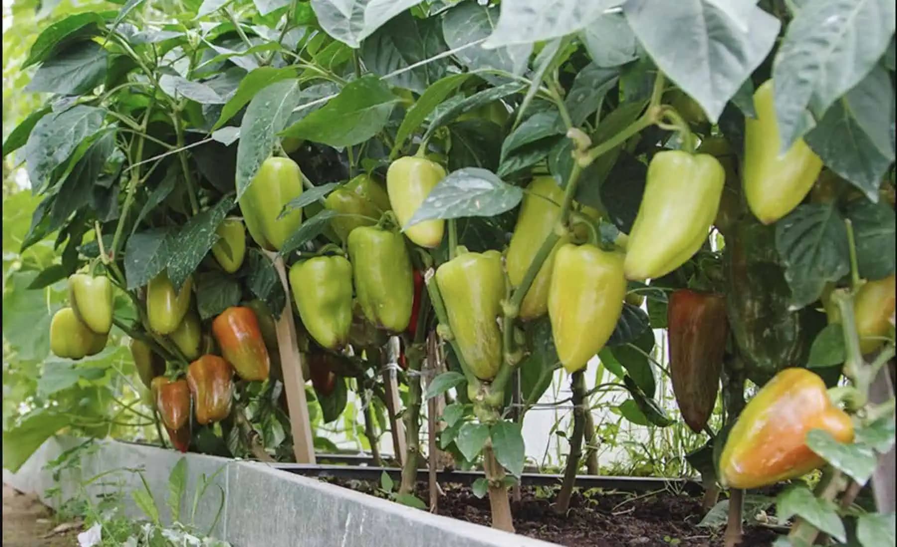 Záhradkárske triky, ktoré vám zabezpečia bohatú úrodu papriky: Stačí vedieť týchto pár vecí a budete jej mať na rozdávanie!