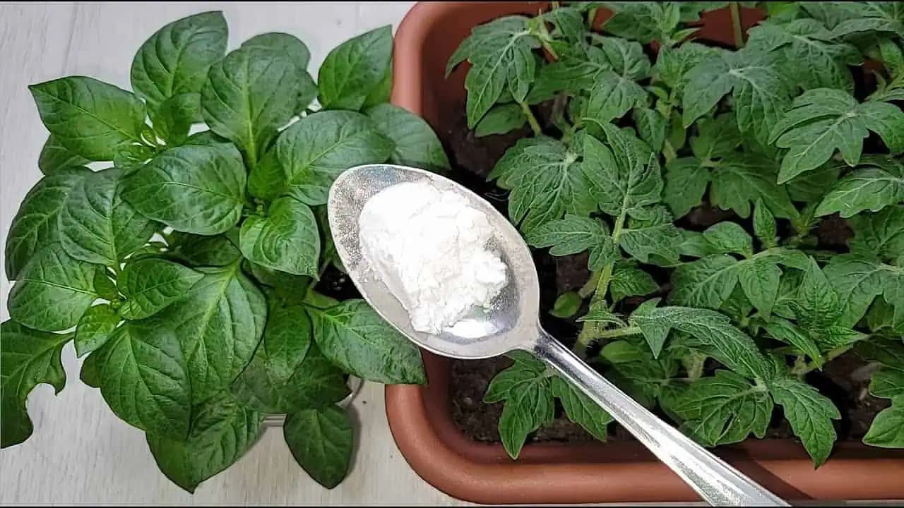 Ako mať SILNEJŠIE priesady paradajok za 3 dni? Overený trik skúsených záhradkárov!