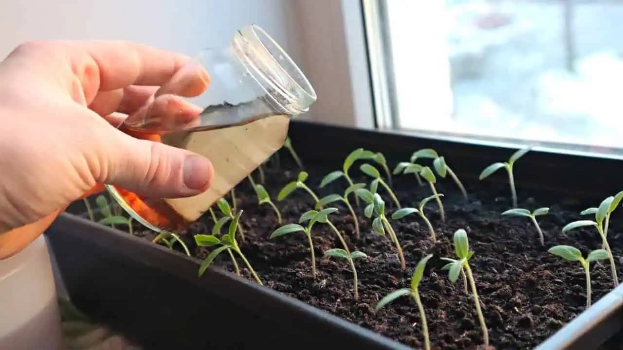 Priesady sa zmenia z krehkých na silné za 2 dni. Naliala som to a nečakala taký účinok! Najlepšie prvé kŕmenie!