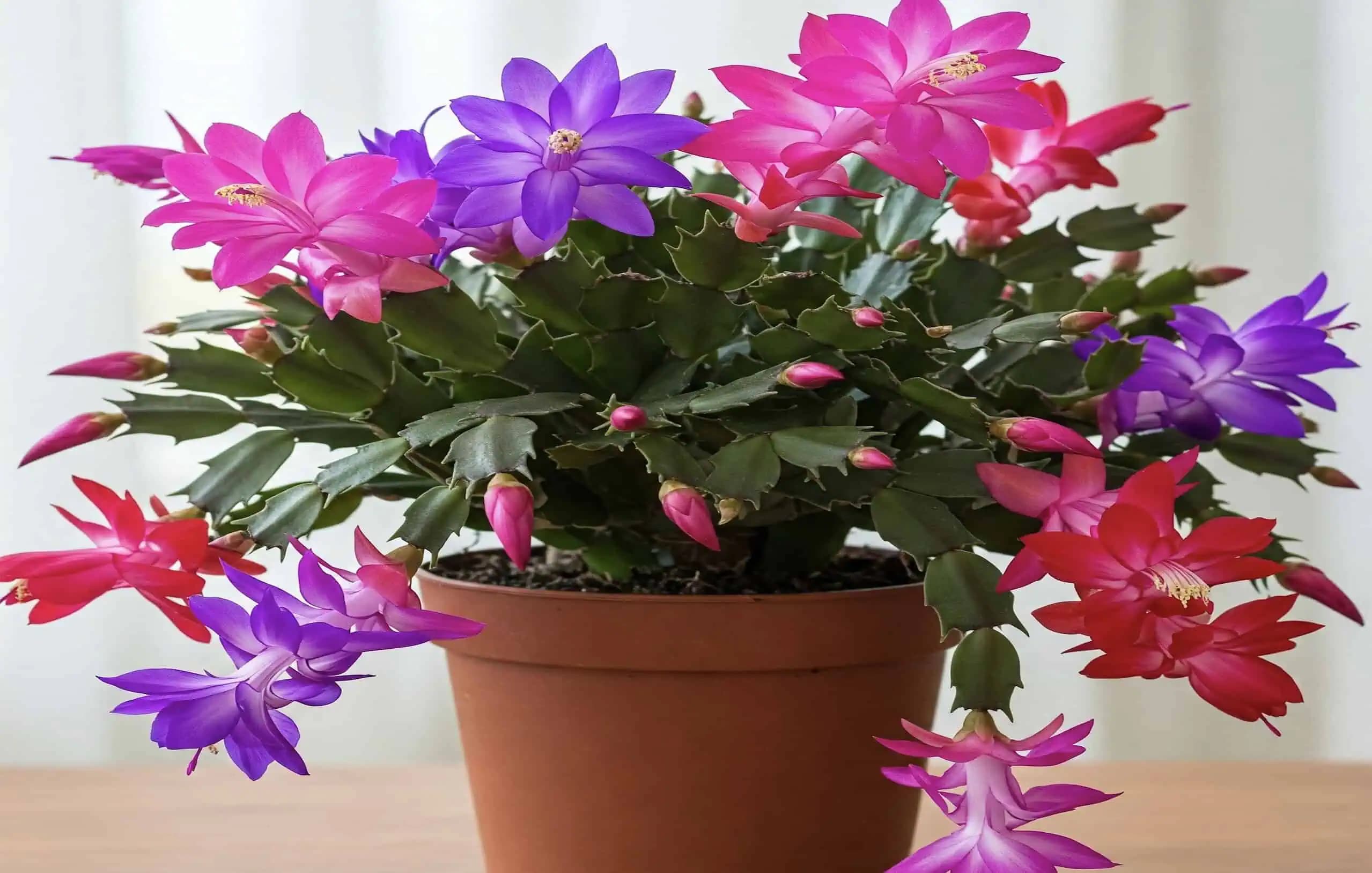 Šikovný trik, ako získať viac kvetov z vášho vianočného kaktusu!