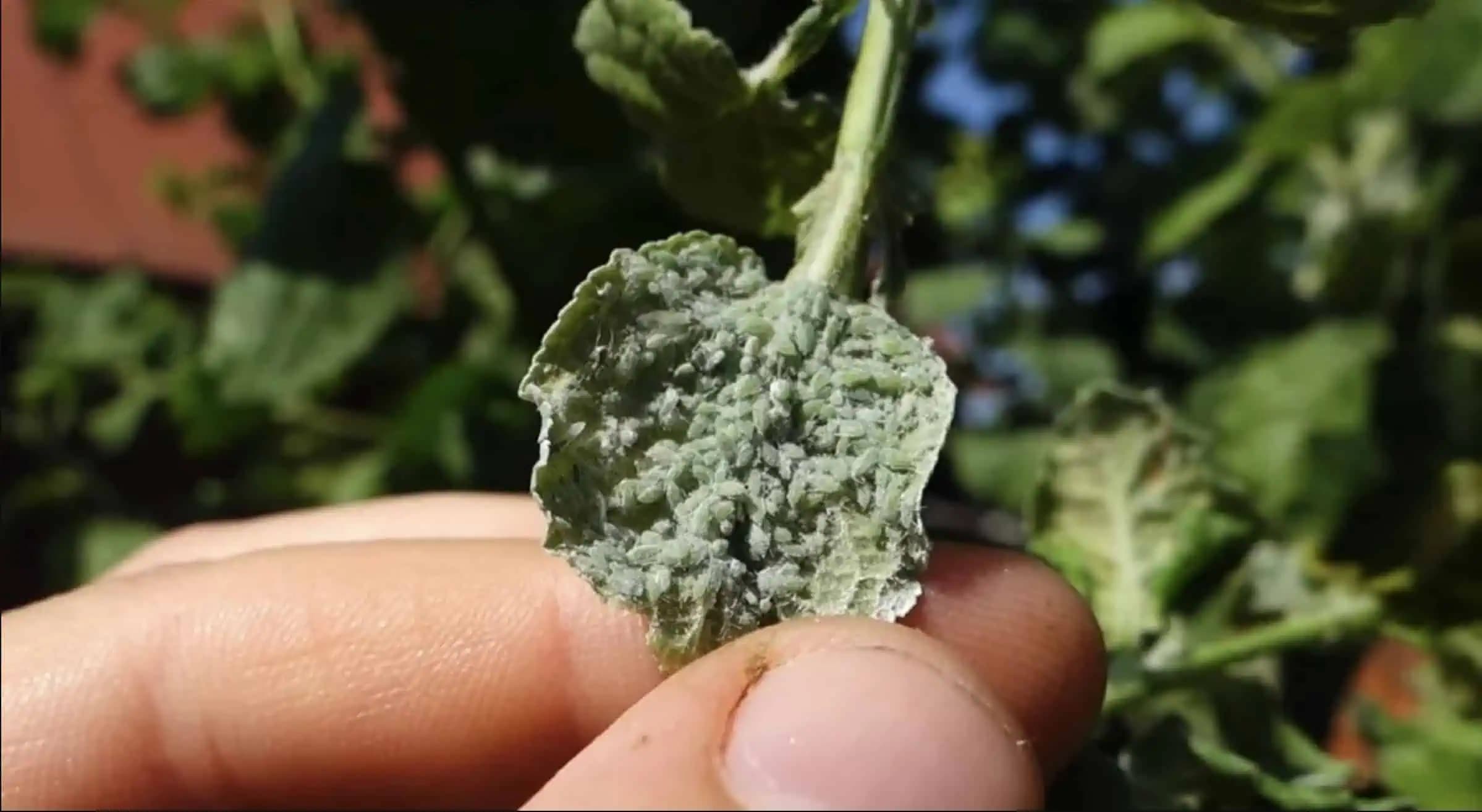 Stačí pár kvapiek a vošky sú NATRVALO preč!