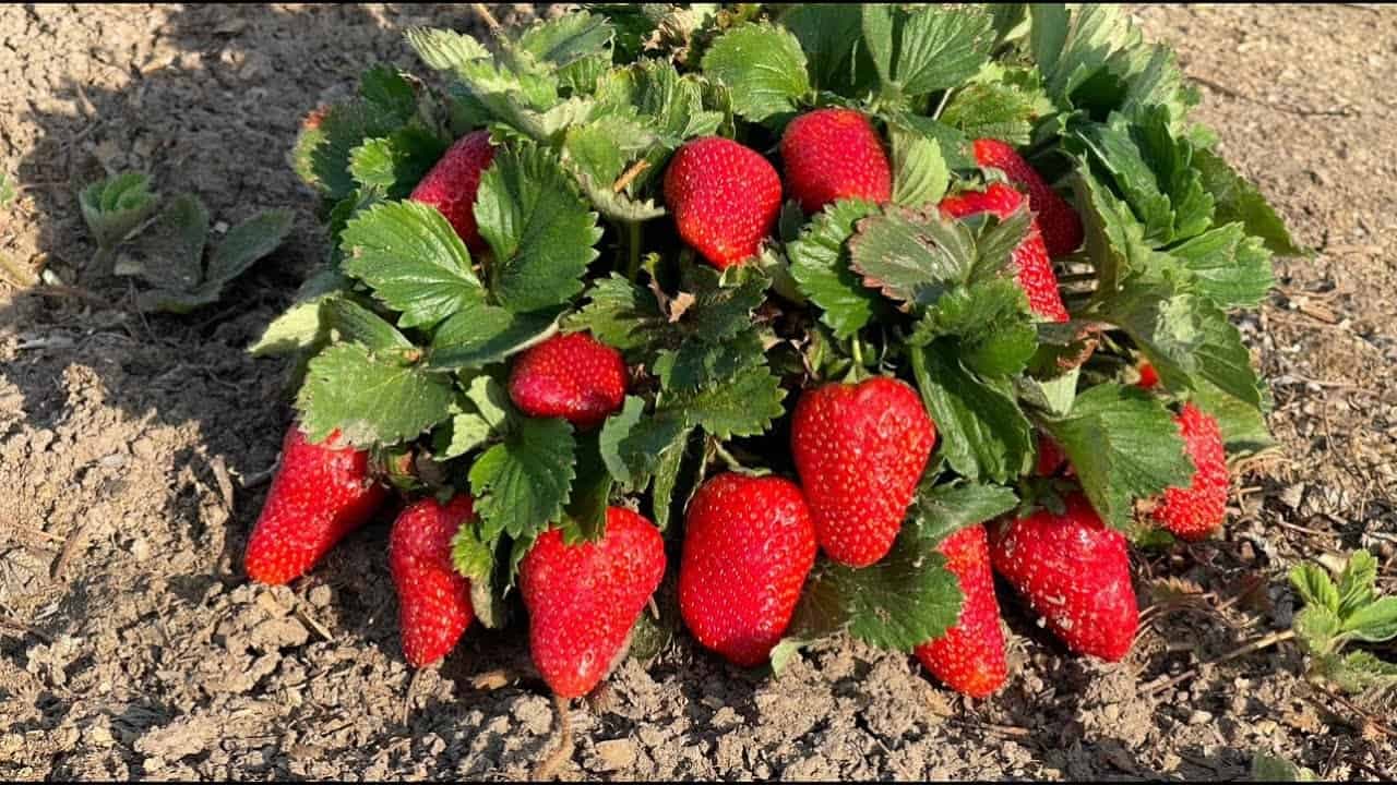 Stačí NALIAŤ pod každý krík a svoju úrodu nespoznáte: Explózia JAHÔD, akú ste nevideli!