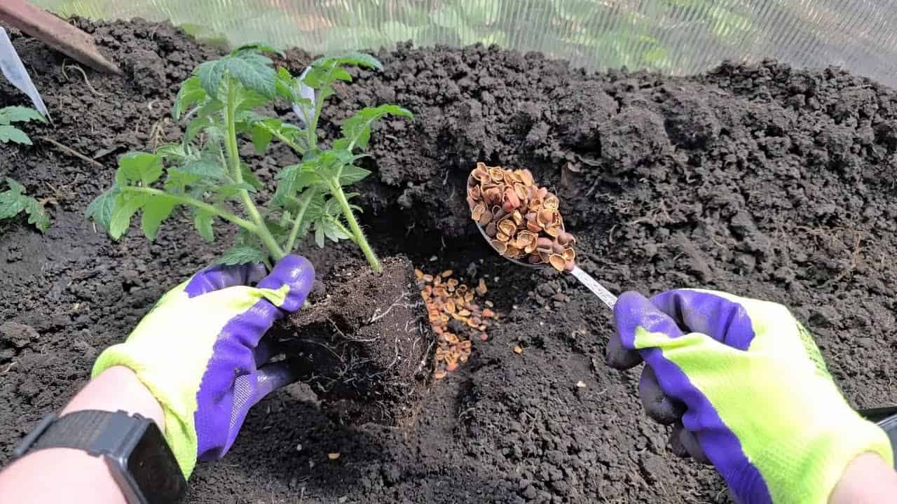 Hoďte to do jamky pri sadení RAJČÍN, paprík a uhoriek: Hneď začnú rásť a neochorejú!