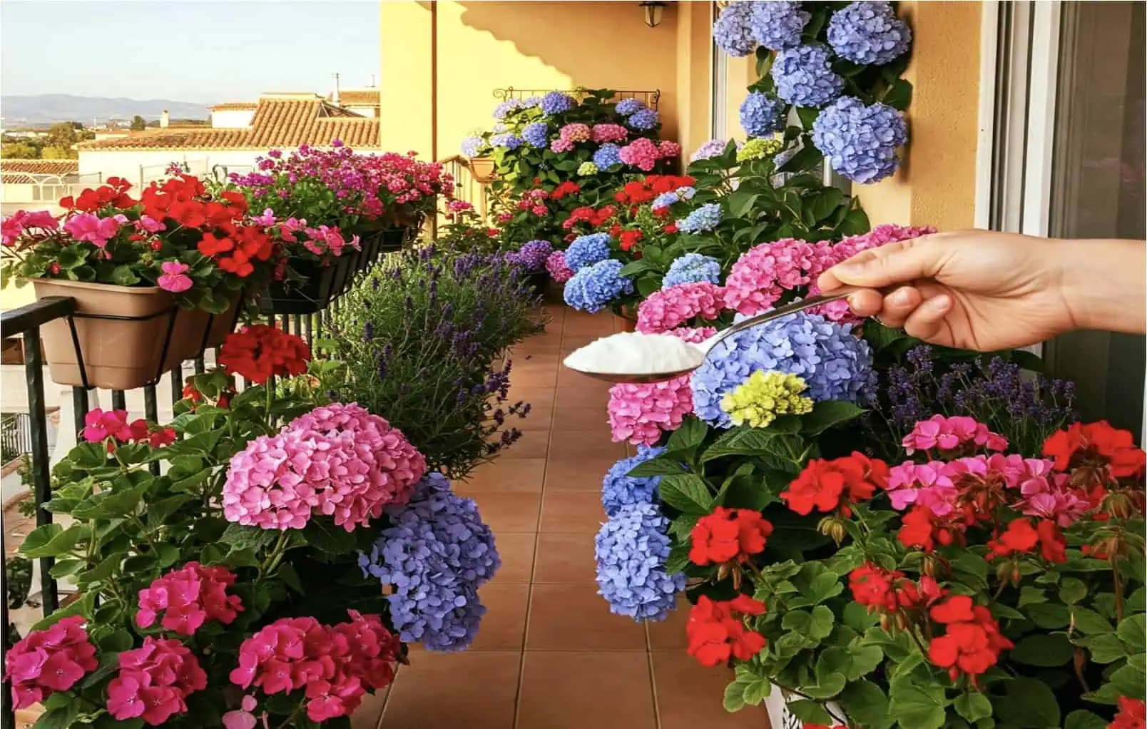 1 čajová lyžička je všetko, čo potrebujete, aby kvety vo vašej domácnosti a záhrade bohato kvitli!