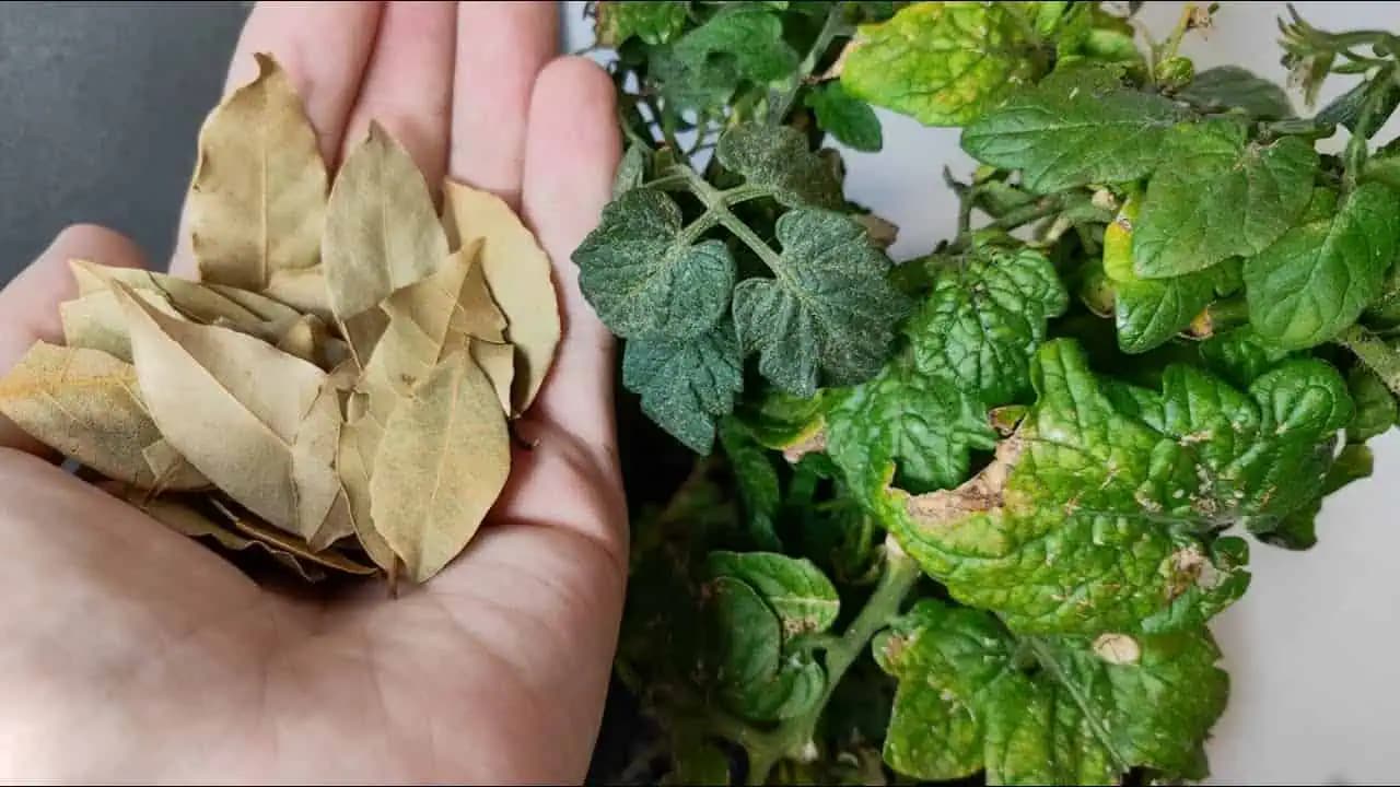 Už si nekúpim insekticíd! To je smrť pre vošky, mravce a molice na vašich rastlinách!