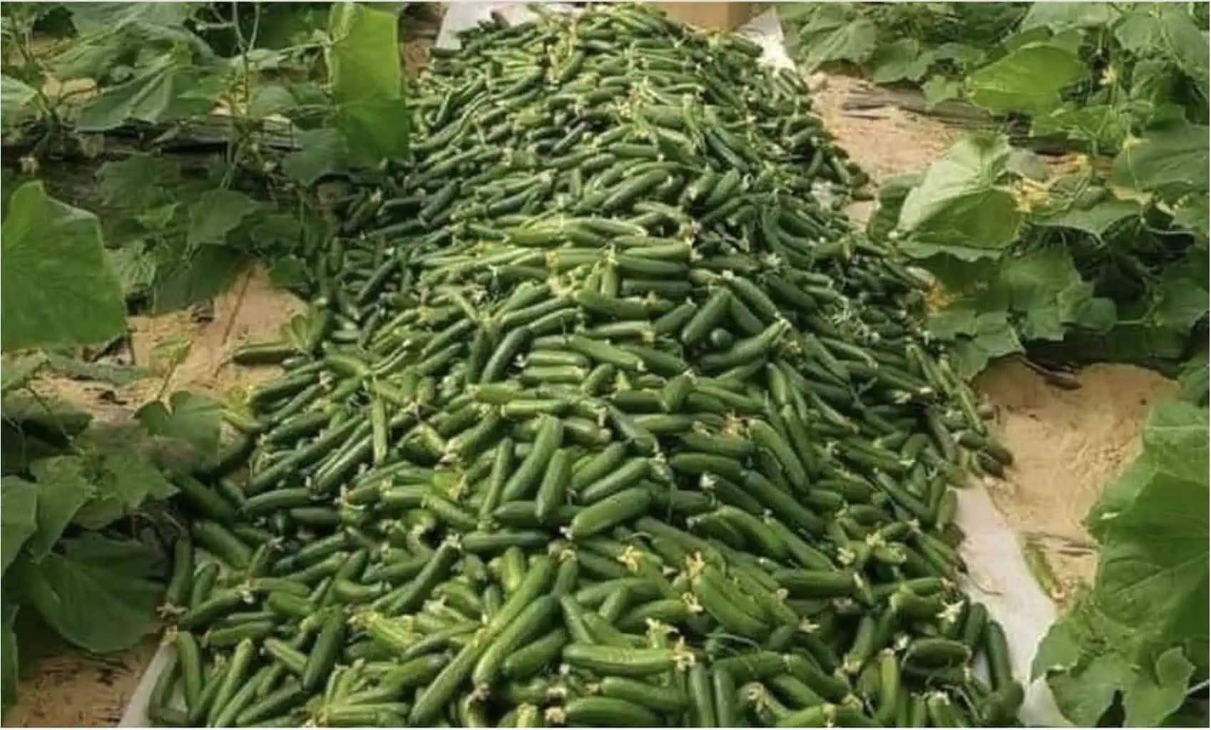 Uhorky rodia ako divé a nestojí ma to ani cent: Poznali to už naše staré mamy!