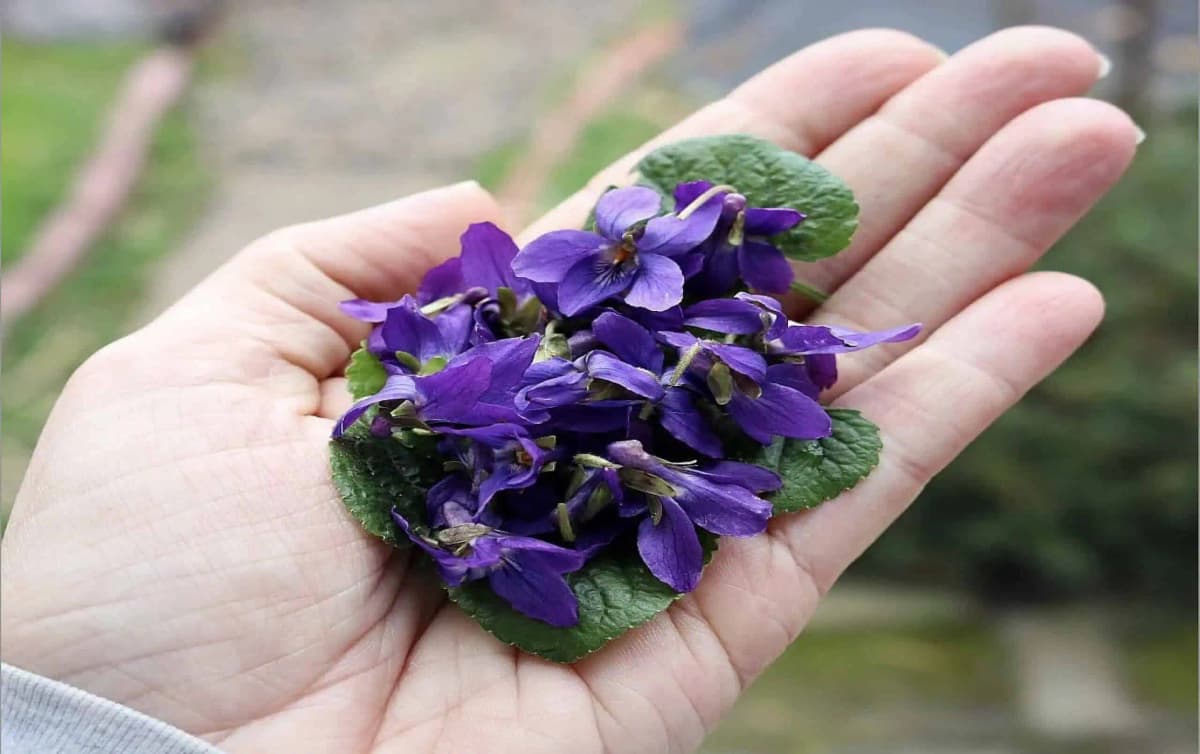 Jarné FIALKY čistia pľúca, liečia kašeľ a na vlasy sú lepšie ako drahá kozmetika: Takto ich využijete u vás doma!
