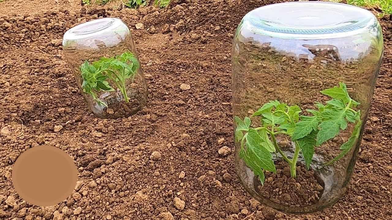 SADENIE paradajok v záhrade: Týchto pár trikov robí obrovský rozdiel!