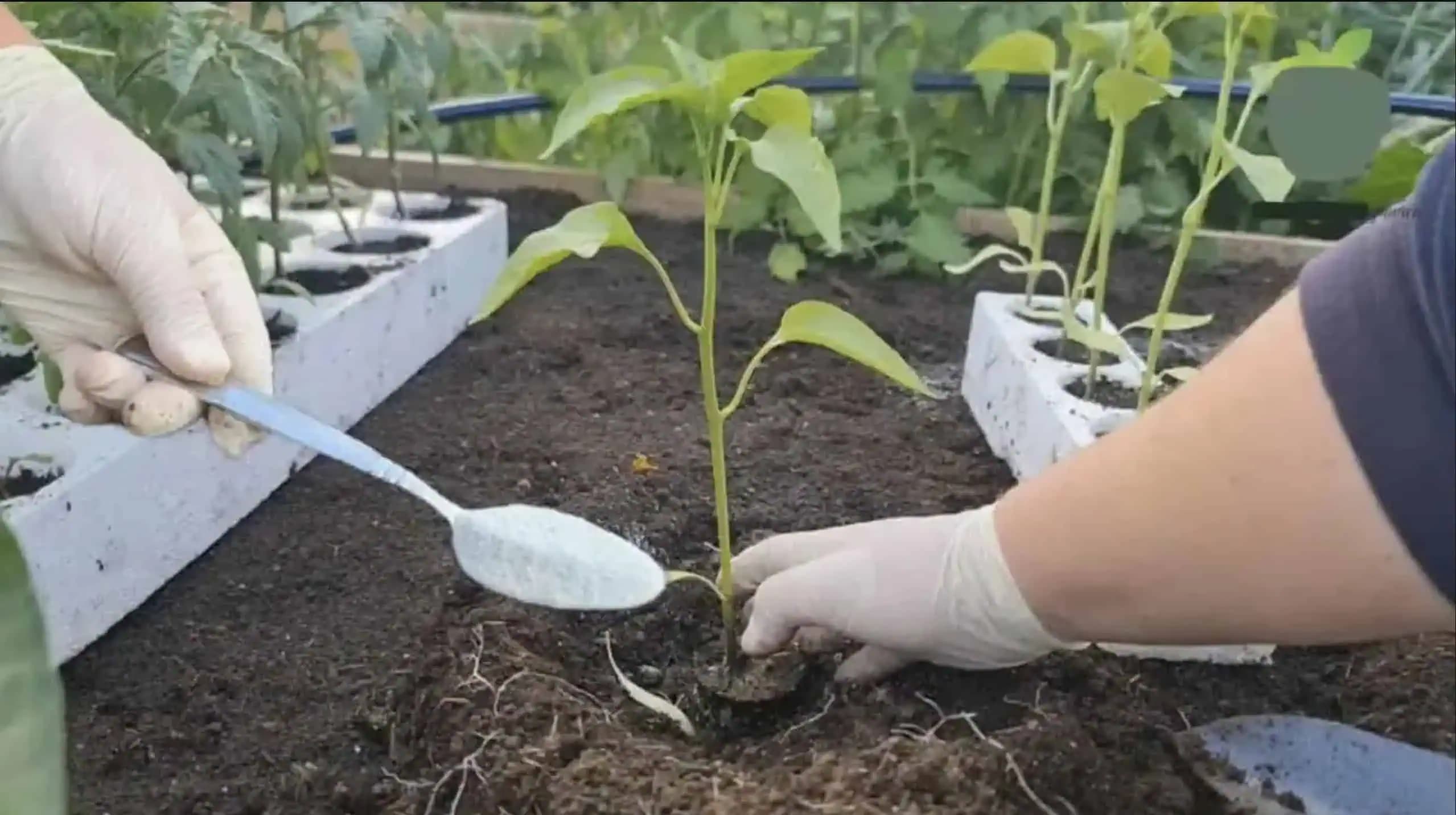 Naučte sa pestovať papriku týmto spôsobom: Žiadne choroby a úroda bude bohatá!