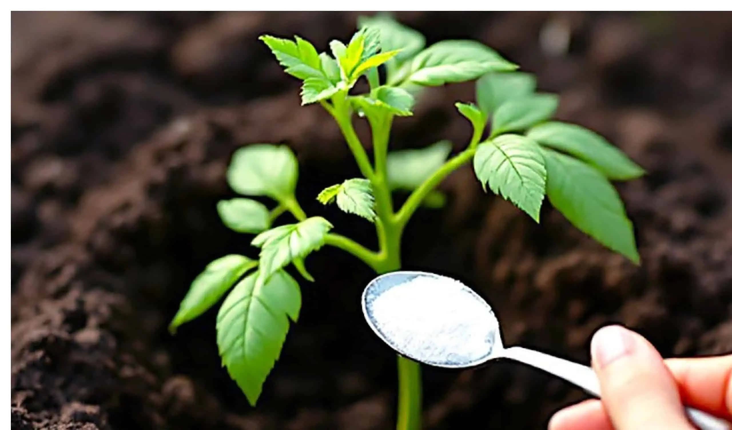 Vysaďte priesady papriky takto a budete mať veľké a zdravé plody!