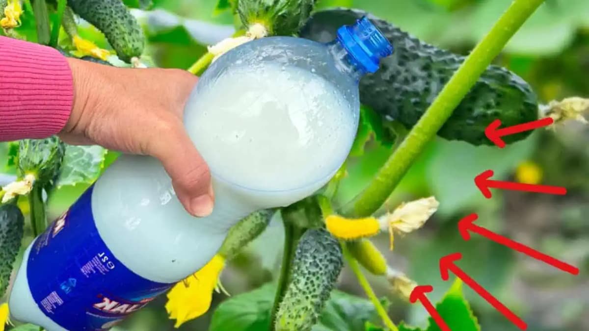 Urobte to večer a ráno vás privíta celá hora chrumkavých a úplne zdravých uhoriek!
