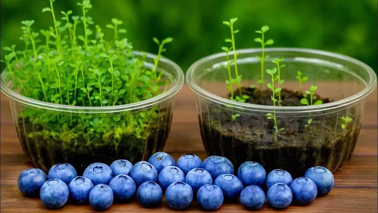 Návod, ako rýchlo a jednoducho vypestovať čučoriedky z kupovaných plodov!