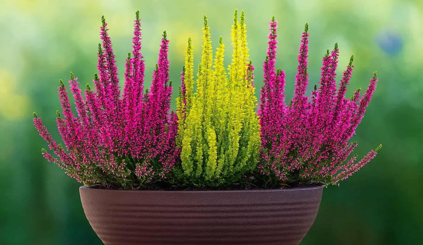 Hnednú a vysychajú vám v záhrade VRESY? Takto ich zachránite!