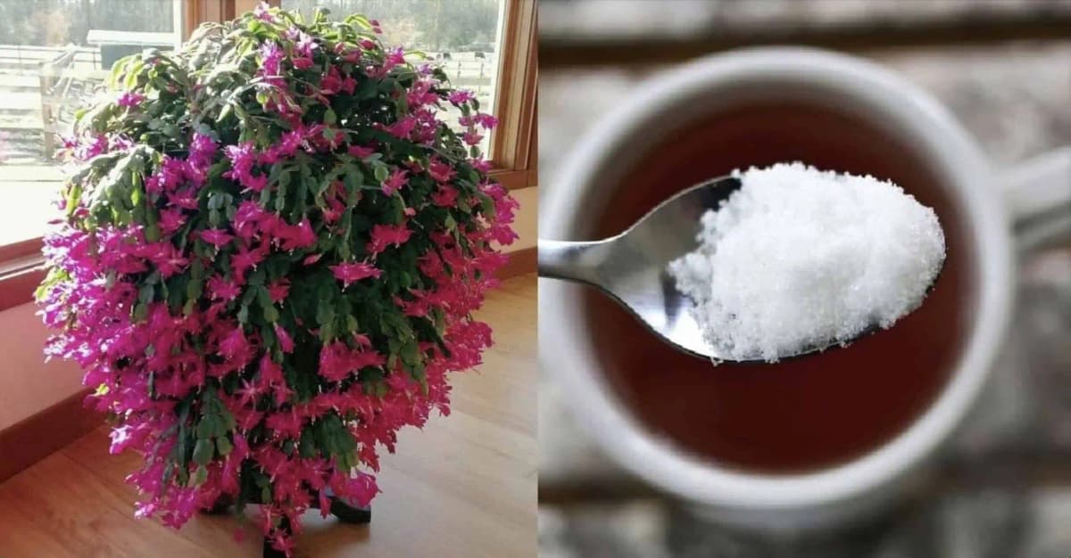 Ako rozkvitnúť vianočný kaktus pomocou jedinej prísady z kuchyne?