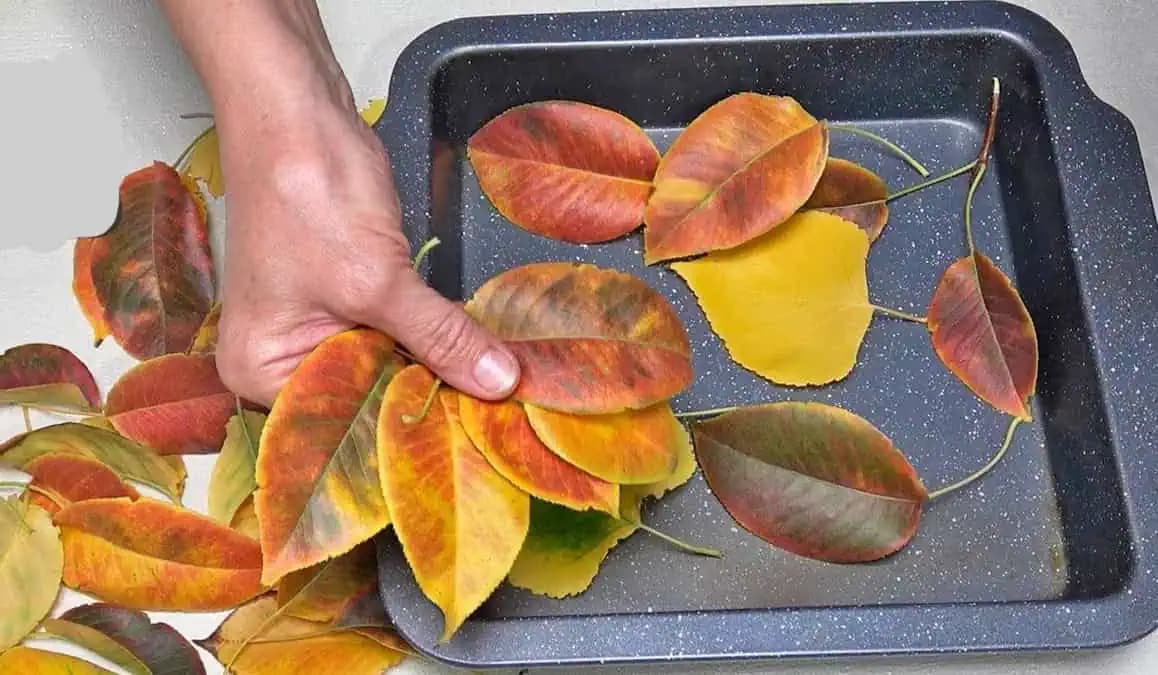 Moja teta zbiera opadané listy a doma ich dáva na obyčajný plech: Keď zistíte, čo s nimi robí, pôjdete si ich nazbierať ešte dnes!