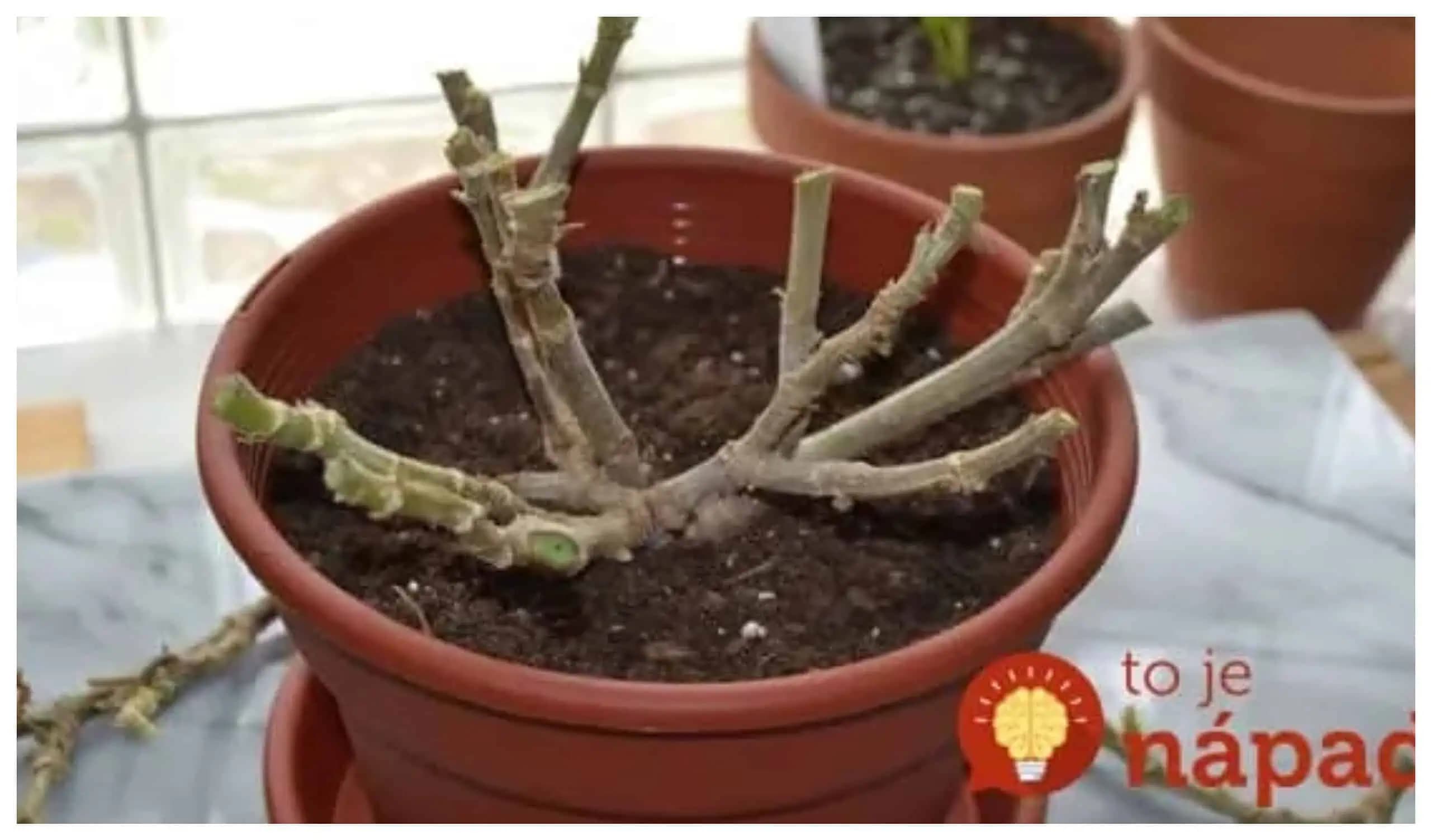 Je jedno, či máte ťahavé alebo obyčajné muškáty – s týmto budú na jar ako z obrázku: Už nikdy nebudete kupovať priesady!