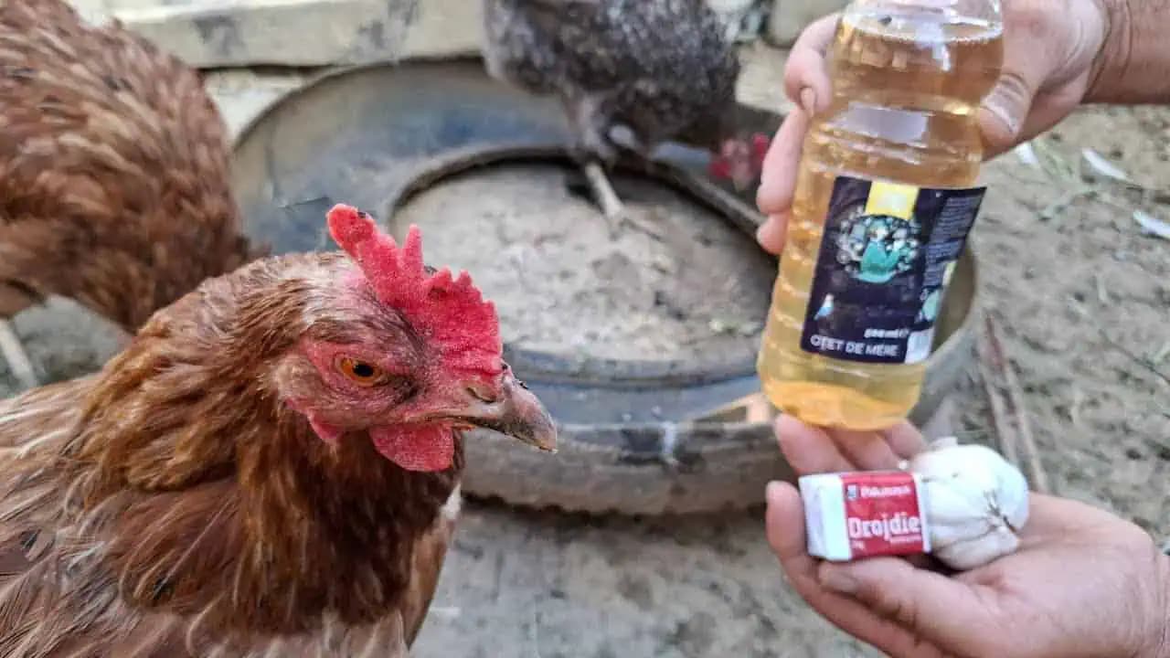 Sliepky nesú vajcia celú zimu a neochorejú: Tajomstvom je starý sedliacky recept!