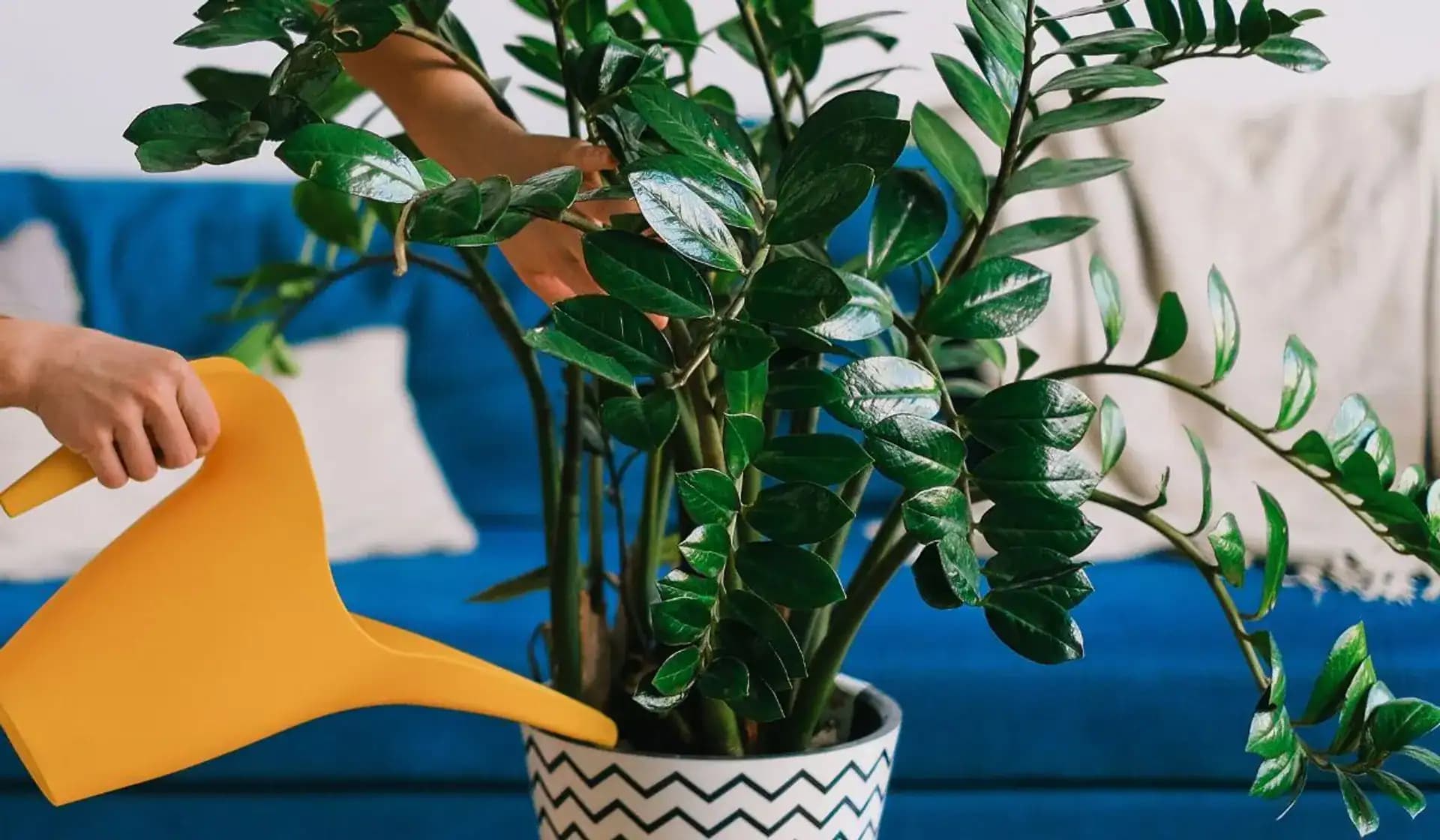 Nalejte pol šálky do kvetináča: Zamioculcas bude rašiť listy ako šialený!